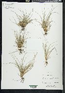 Carex planostachys image