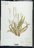 Carex platyphylla image