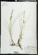 Carex praegracilis image