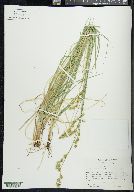 Carex praticola image