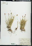 Carex preslii image