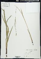 Carex purpurifera image