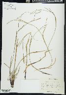 Carex purpurifera image