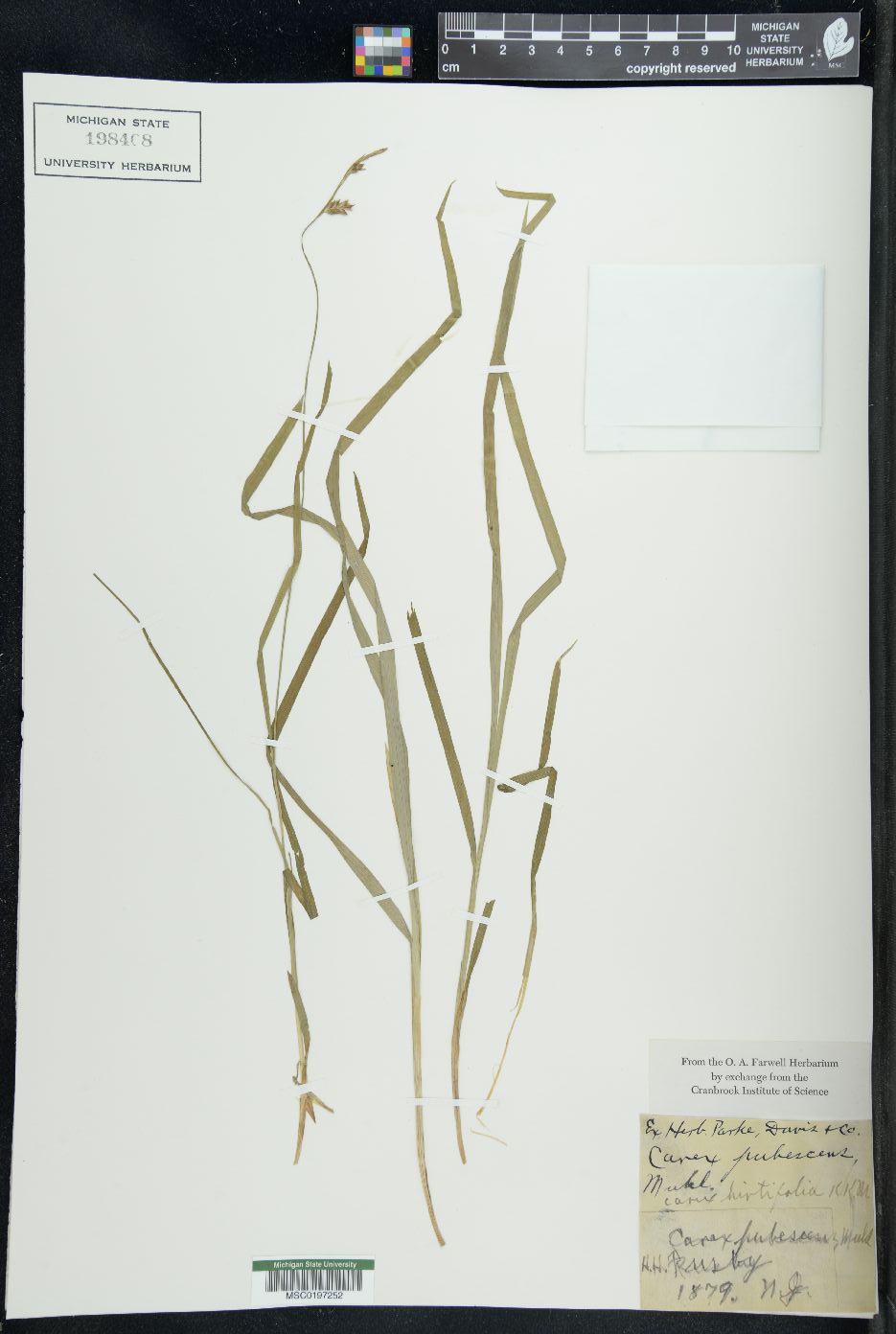 Carex montana image