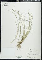 Carex radiata image