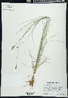 Carex radiata image