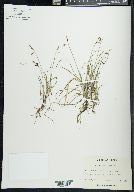 Carex rariflora image