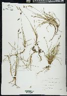 Carex rariflora image