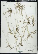 Carex rariflora image