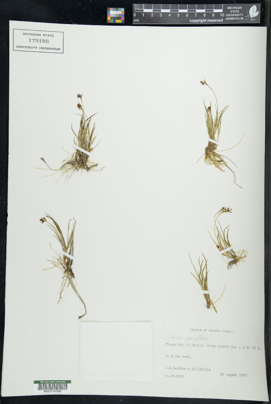 Carex rariflora image