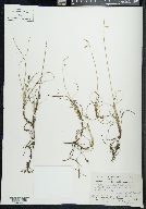 Carex rariflora image