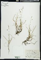 Carex rariflora image