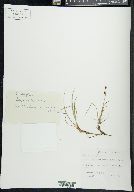Carex rariflora image