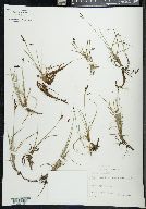 Carex rariflora image