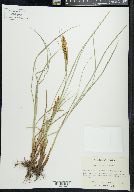 Carex recta image