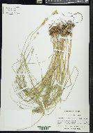 Carex reniformis image