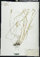 Carex reniformis image