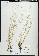 Carex reniformis image