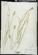 Carex reniformis image