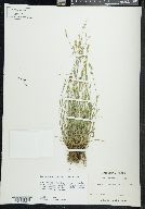 Carex retroflexa image