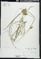 Carex retrorsa image