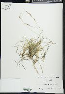 Carex richardsonii image