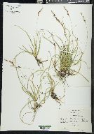 Carex richardsonii image