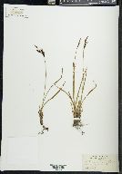 Carex cespitosa image