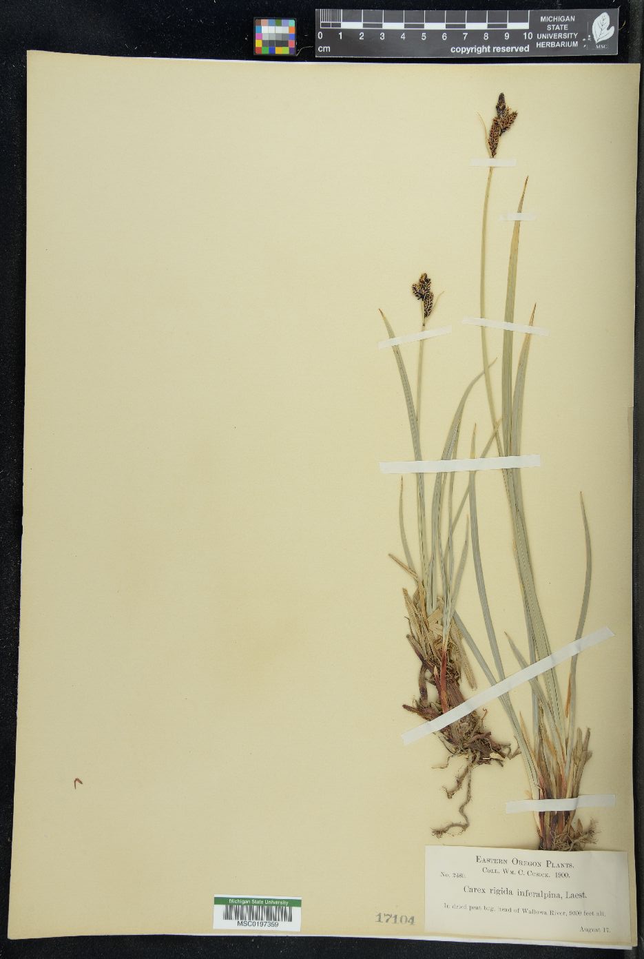Carex dacica image