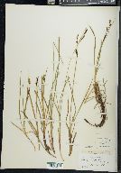 Carex cespitosa image