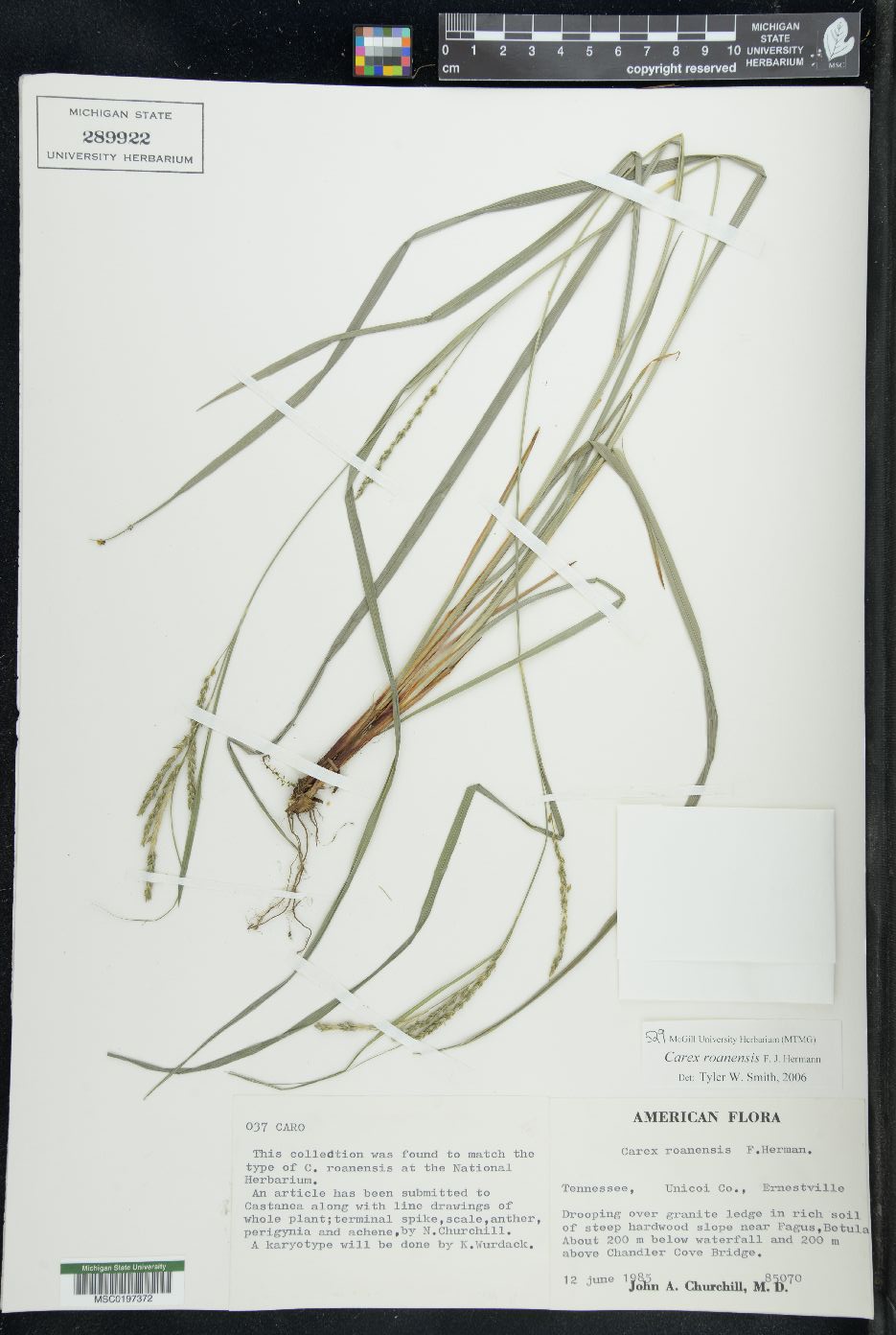 Carex roanensis image