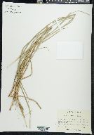 Carex roanensis image