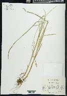 Carex ruthii image