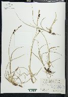 Carex rotundata image