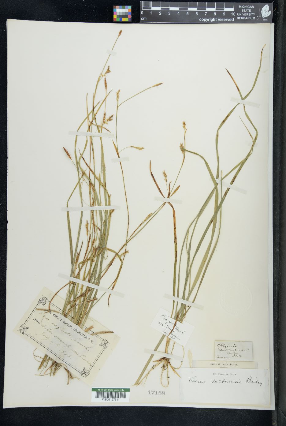 Carex saltuensis image