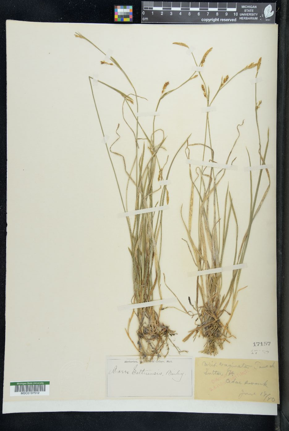 Carex saltuensis image