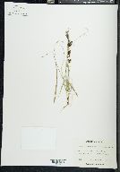 Carex saxatilis image