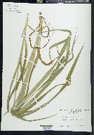 Carex scabrata image