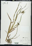 Carex scabrata image