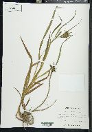 Carex scabrata image