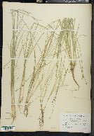 Carex seorsa image