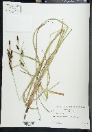 Carex shortiana image