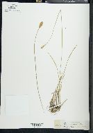 Carex siccata image