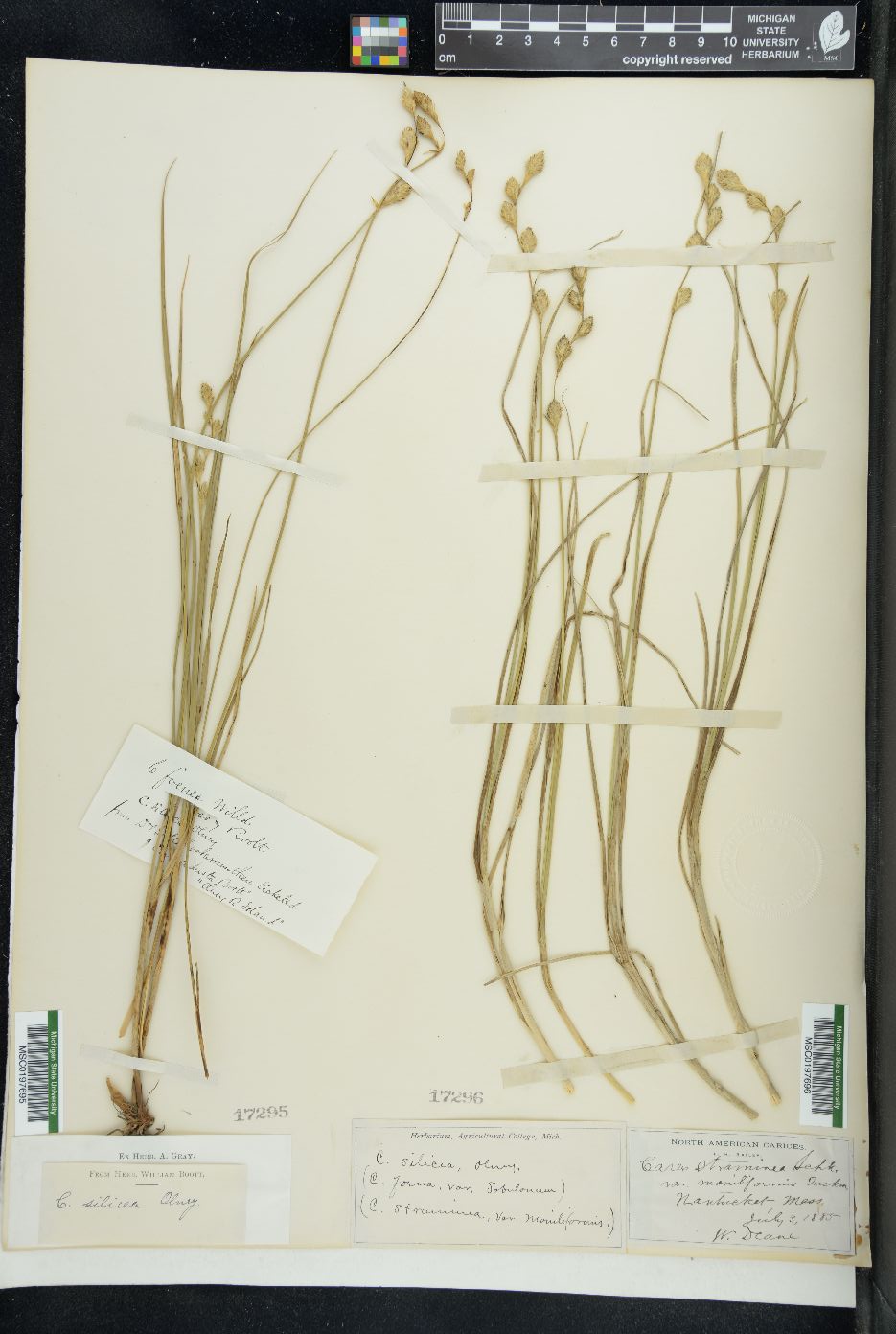 Carex silicea image