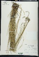 Carex silicea image