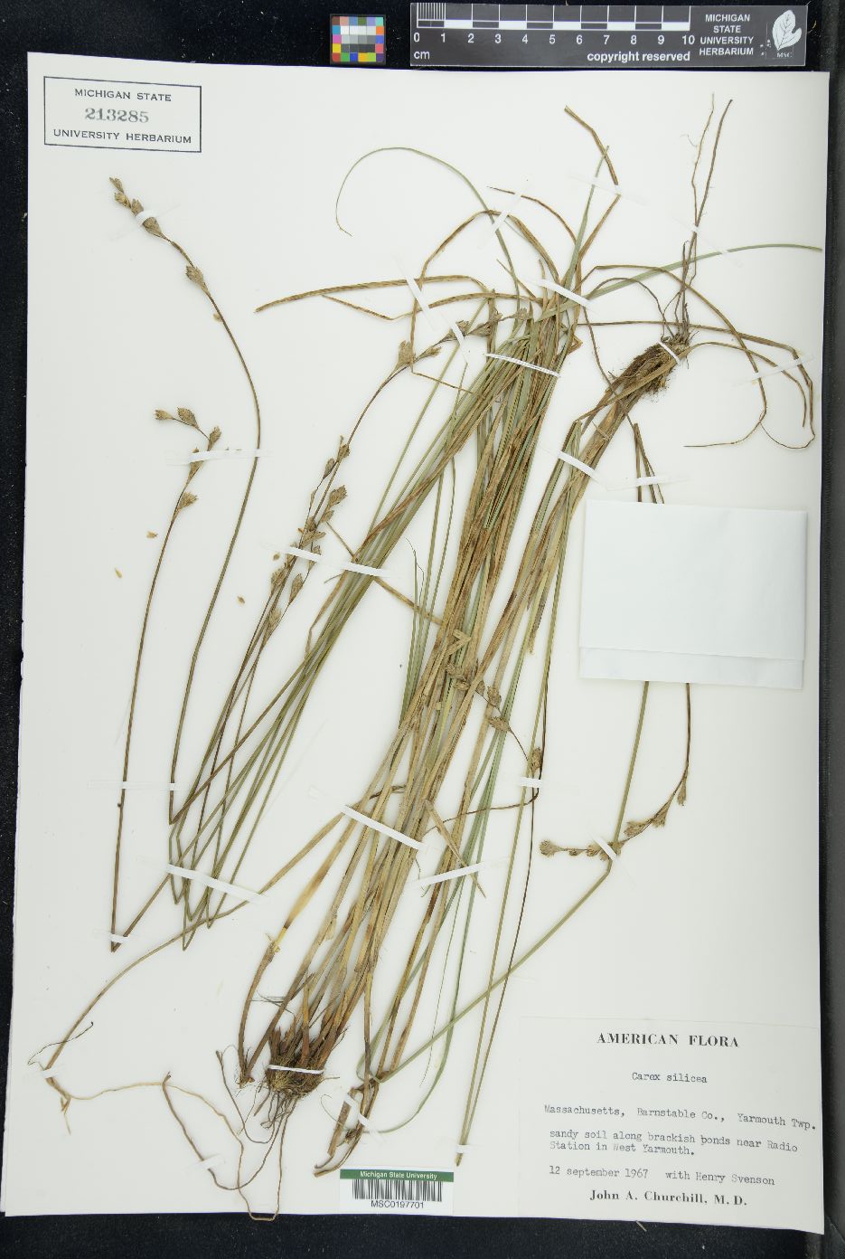 Carex silicea image