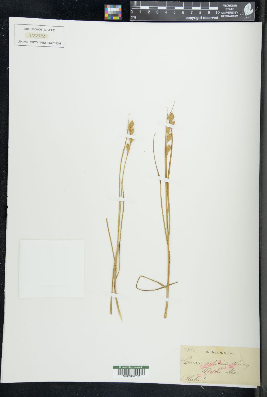 Carex silicea image