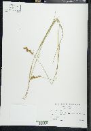 Carex silicea image