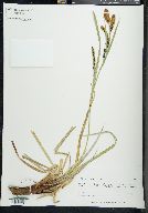 Carex sitchensis image