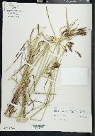 Carex sitchensis image